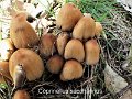 Coprinellus saccharinus-amf518